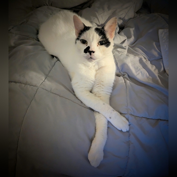 Meet your Posher, Alexandra - Picture 1 of 4